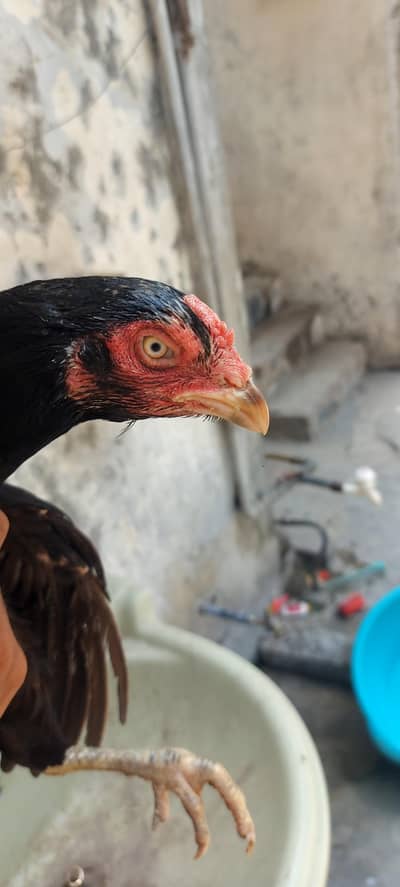Pure Mainwali Aseel Murgi For Sale