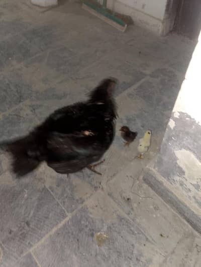 urgent sale seel mugri 2 bachy