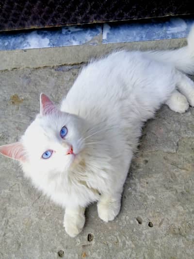 i lost my Persian male cat blue eyes 
