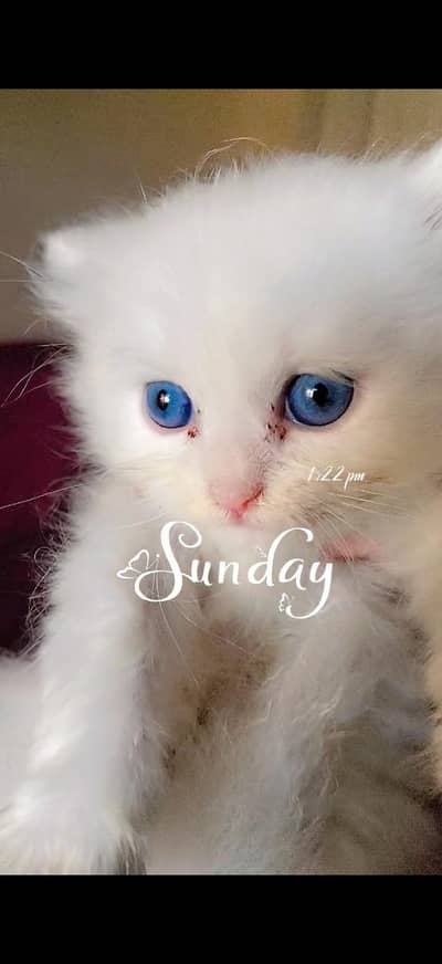 Persian kitten