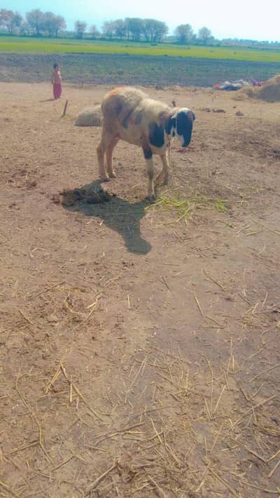 7 adad sindhi sheeps for sale