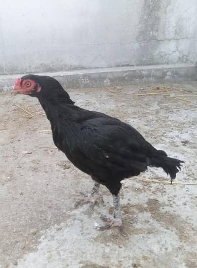 Black Aseel Hen