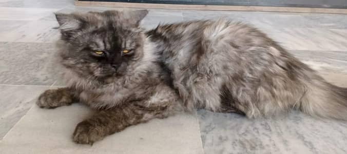 persian male cat