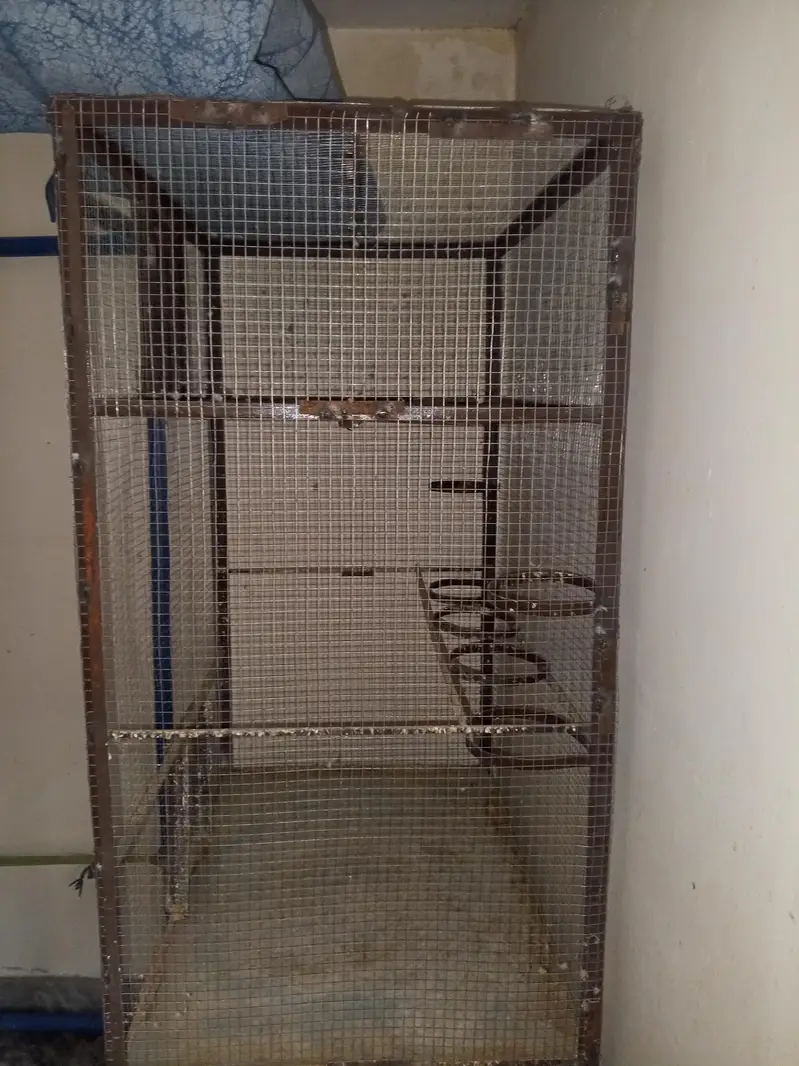 iron cage for birds — photo 2