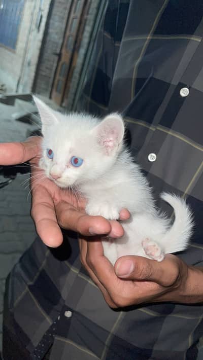 Persian cat baby with ice blue eyes