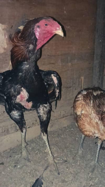 burmi Chicks| Bermi| Thai CHICKS| Thai | Murga | Murgi |