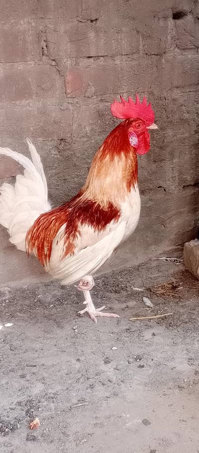 golden misri top quality active hen and fiter  Aseel miyawali hen 3500