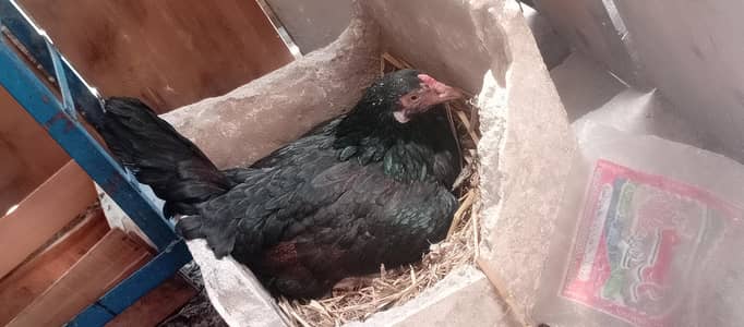 brody hen aseel miyawali top quality