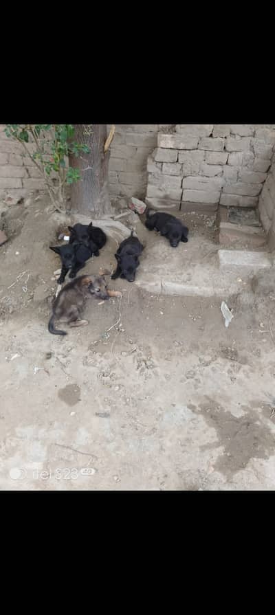 German Shepherd Puppies
