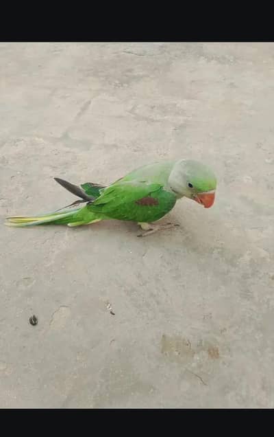 Raw parrot self chicks for sale