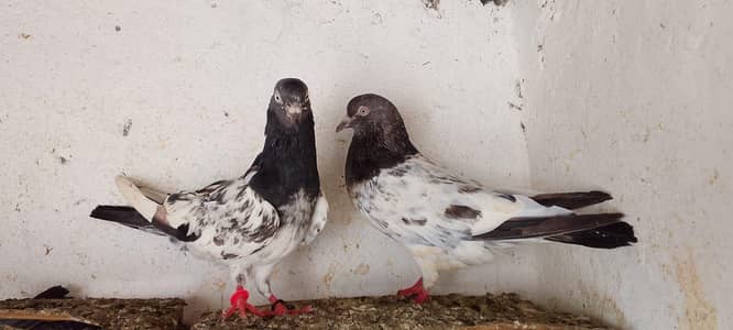 AoA out class Teddy pair available pries 5k finl