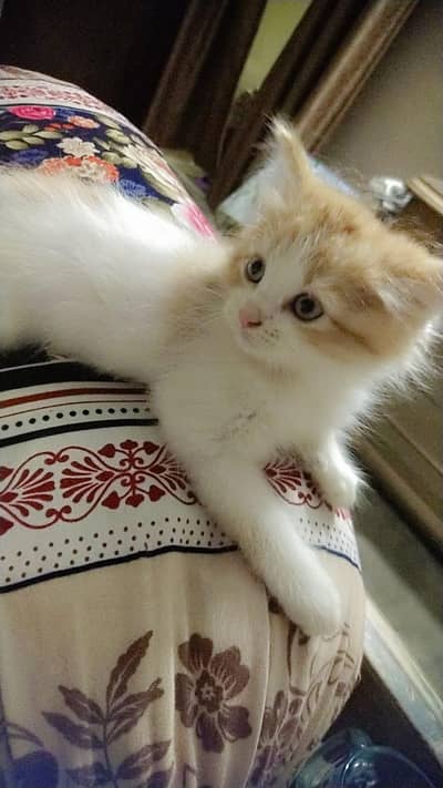 Healthy & Playful 4 Kittens for Sale