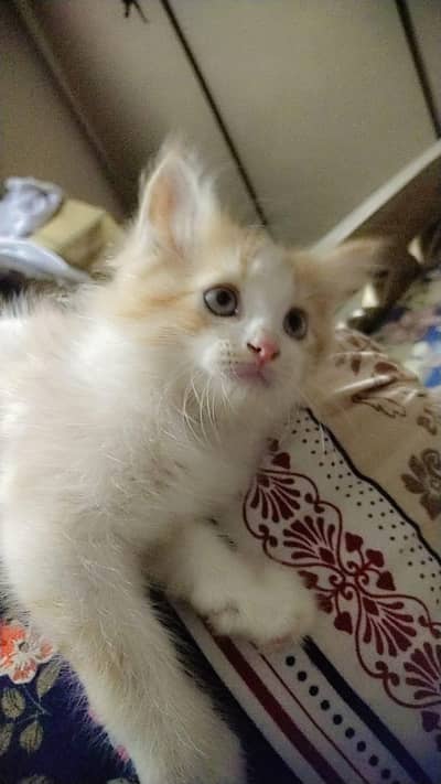 Healthy & Playful 4 Kittens for Sale