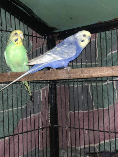 Budgies,Java and Finches for sale