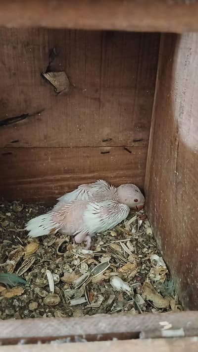 White ringneck red eyes