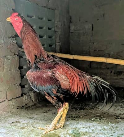 aseel thaii male healthy 10 10 yellow rare colour