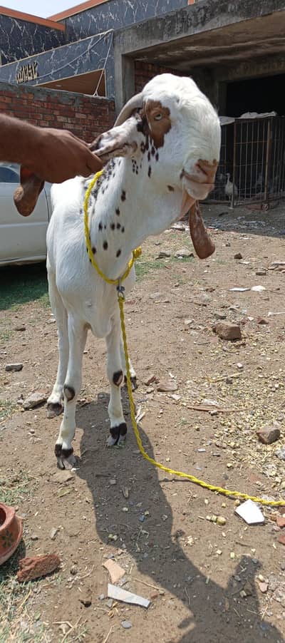 Makhi cheena 2 dant bakra