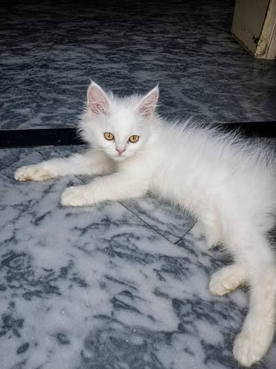 A Active Pure White Fluffy Kitten