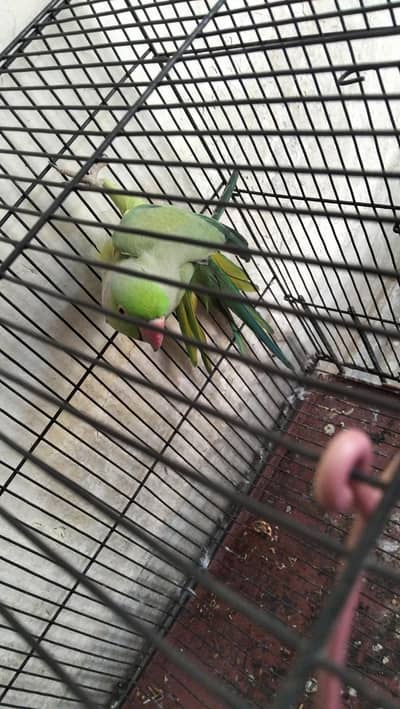 for sale