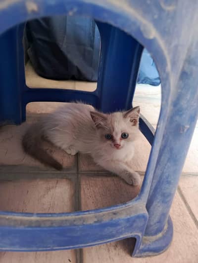 white Kitten