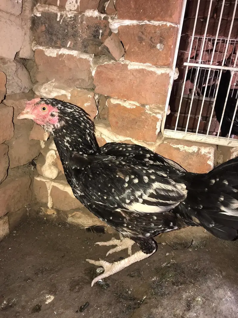 All aseel for sale — photo 2