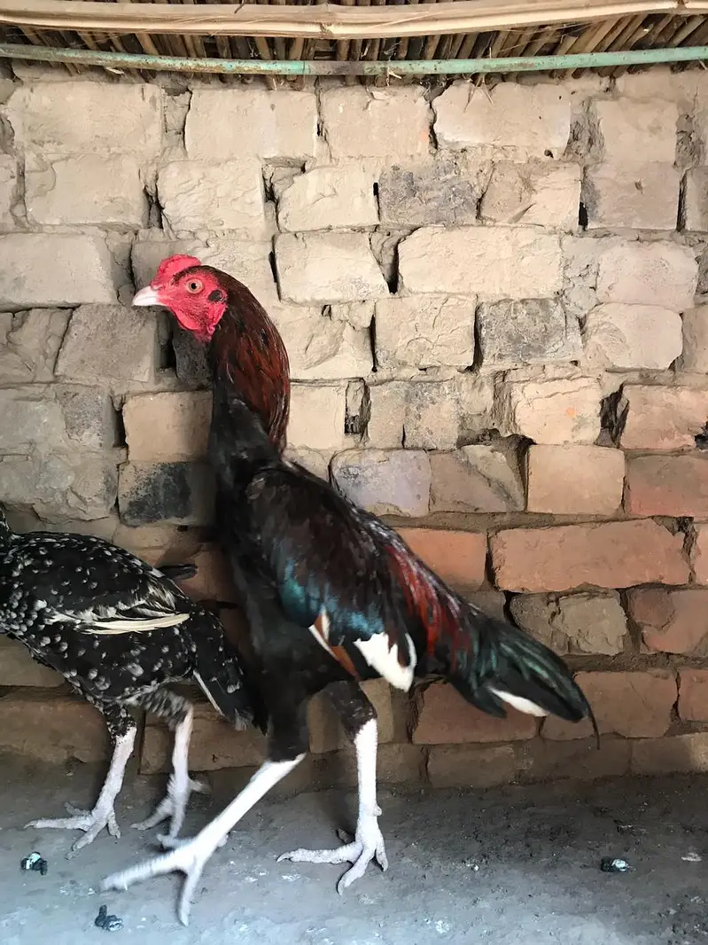 All aseel for sale — photo 10