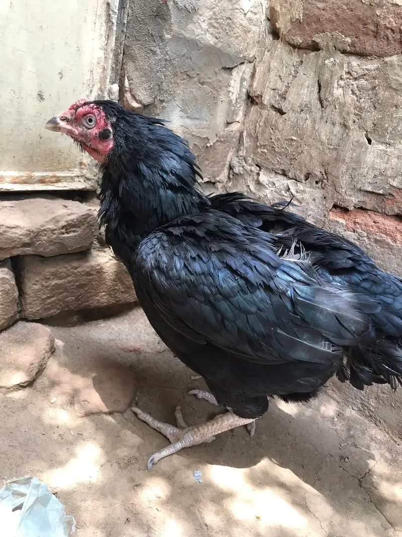 All aseel for sale — photo 11