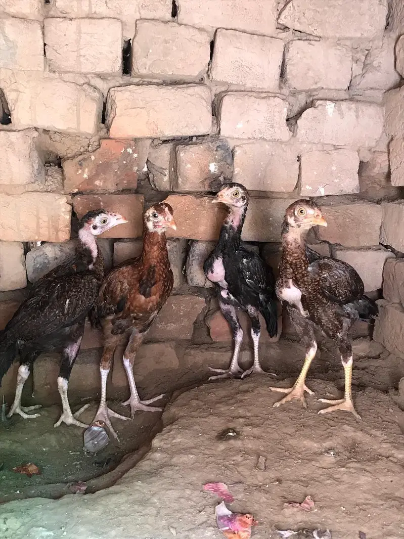 All aseel for sale — photo 12