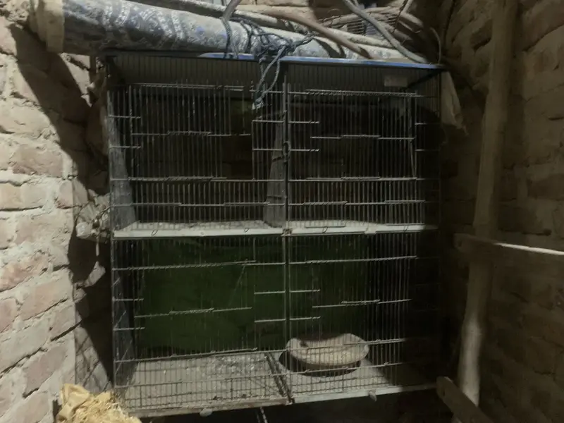 3 cages.  Different sizes — photo 10