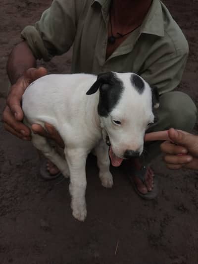 1 Month Old Pure Gul Tair Puppy for Sale 