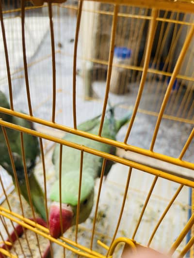 Raw parrot pair for sale with cage