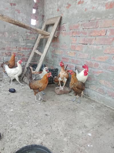 eggs wali murgiya 1100 ka piece