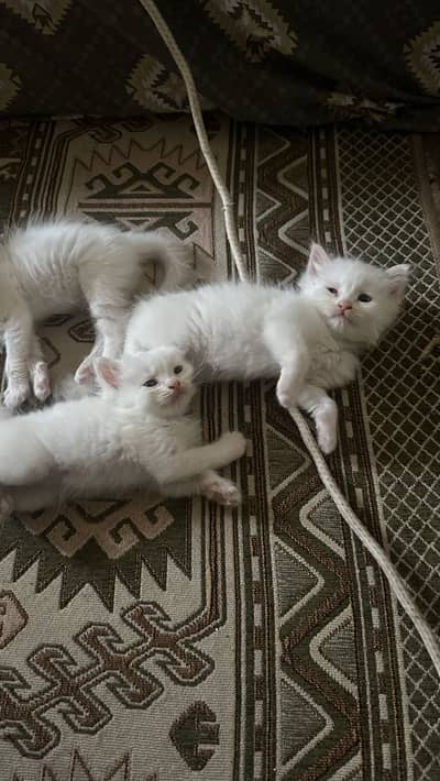 Persian kitten Available for Sale