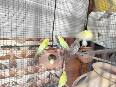 Australian parrot for sale