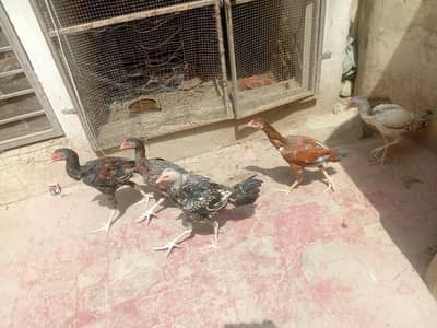 Pure Aseel chickens for sale