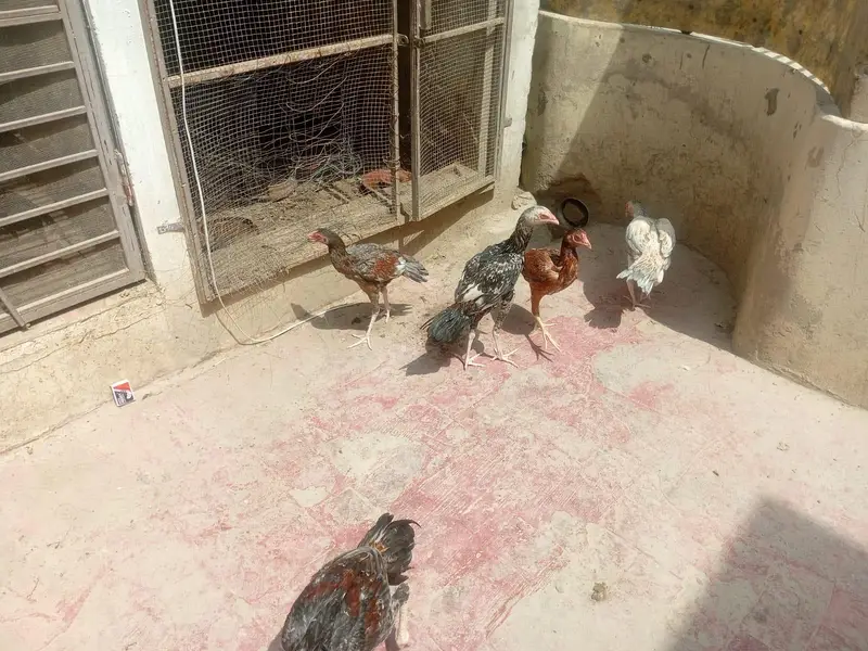 Pure Aseel chickens for sale — photo 2