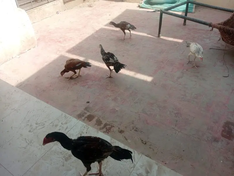 Pure Aseel chickens for sale — photo 3