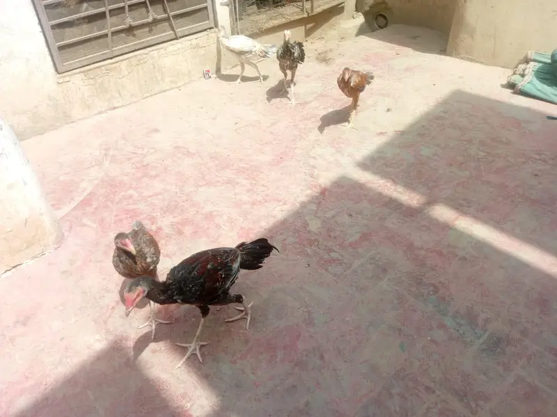 Pure Aseel chickens for sale — photo 4