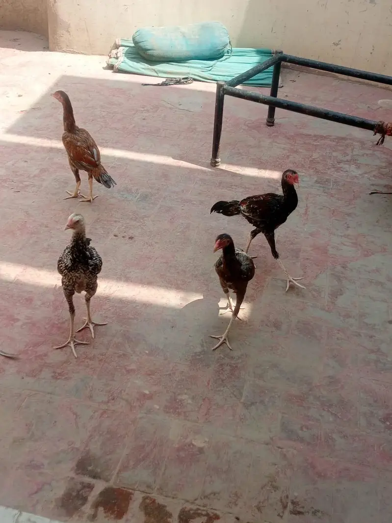 Pure Aseel chickens for sale — photo 5