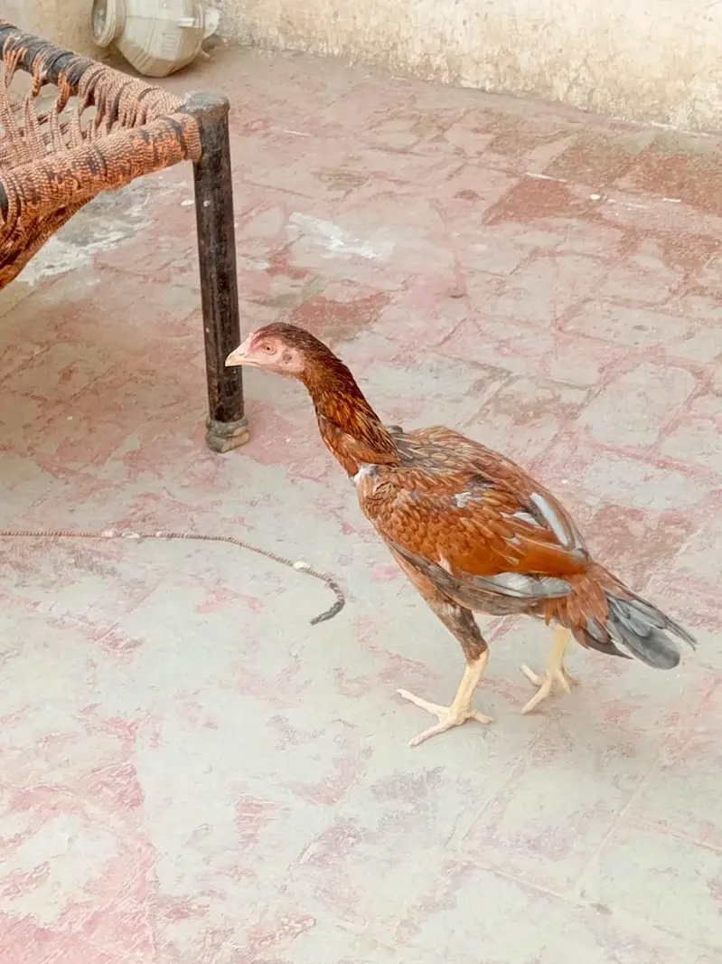 Pure Aseel chickens for sale — photo 6