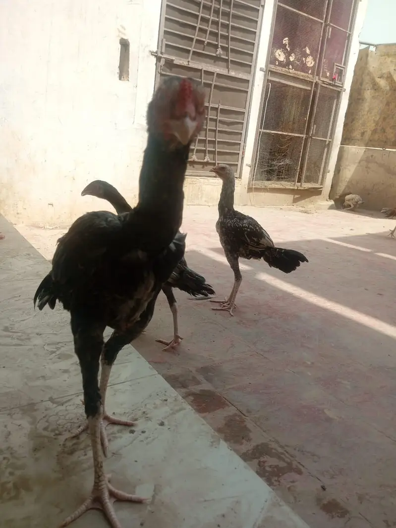 Pure Aseel chickens for sale — photo 7