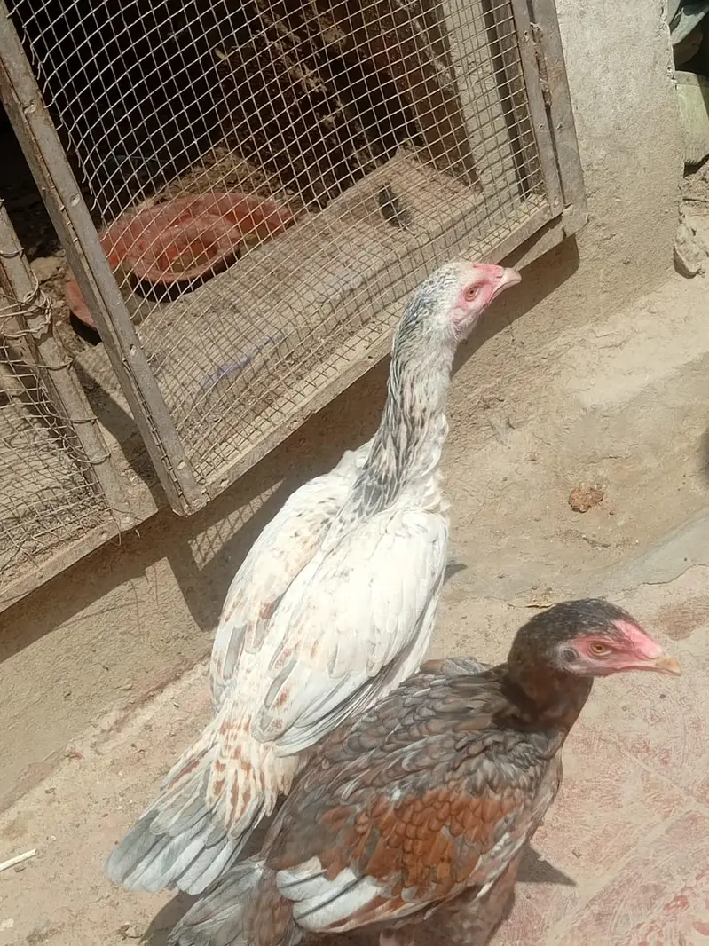 Pure Aseel chickens for sale — photo 8
