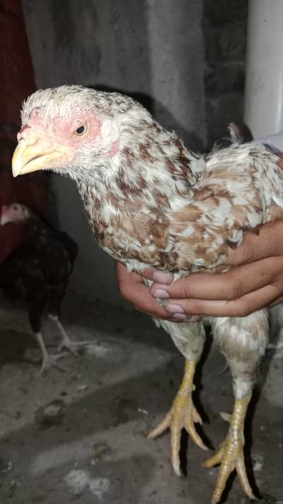 ہمارے پاس اصیل نسل کی مرغیاں اور ایک مرغا اویلبل ہے