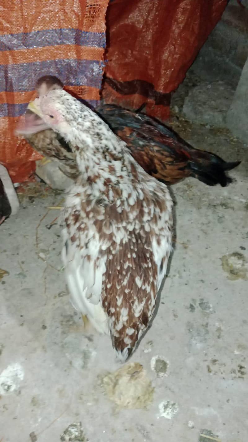ہمارے پاس اصیل نسل کی مرغیاں اور ایک مرغا اویلبل ہے 1