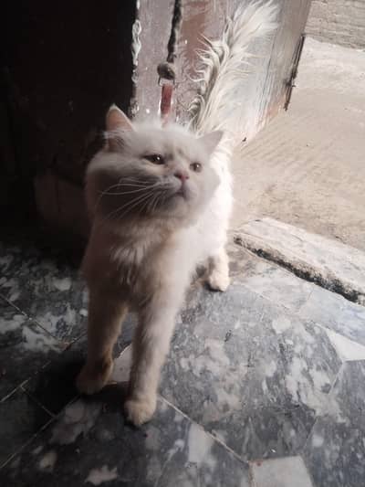 percian cat
