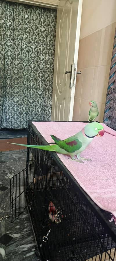 Kashmir Raw parriate tame  pair  full talking  zero bite OK (50000)