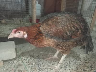 Mianwali Nasl Murghi – Ghar Ki Breed – Ande Dene Wali