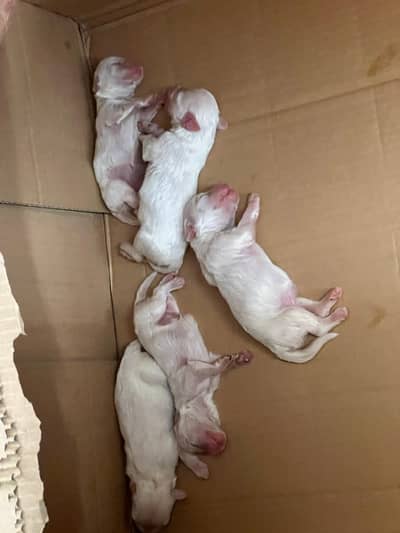 Russian puppies