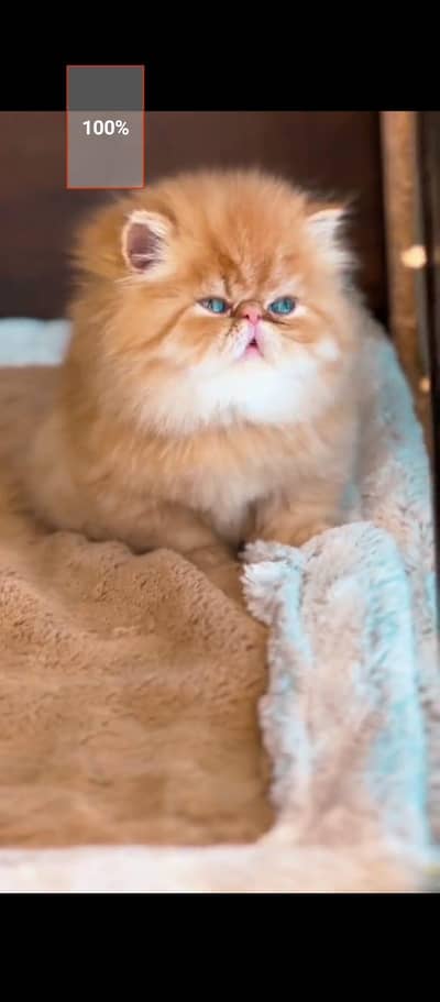 Persian cat for sale male or femalemy WhatsApp number3314372136