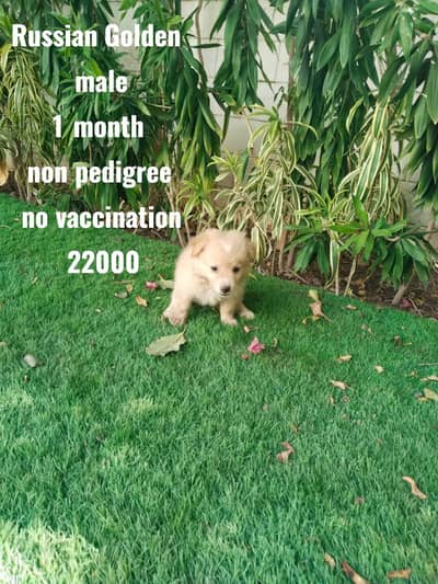 Poodle puppy  | Pug female |  Golden Russain puppy | dog puppies